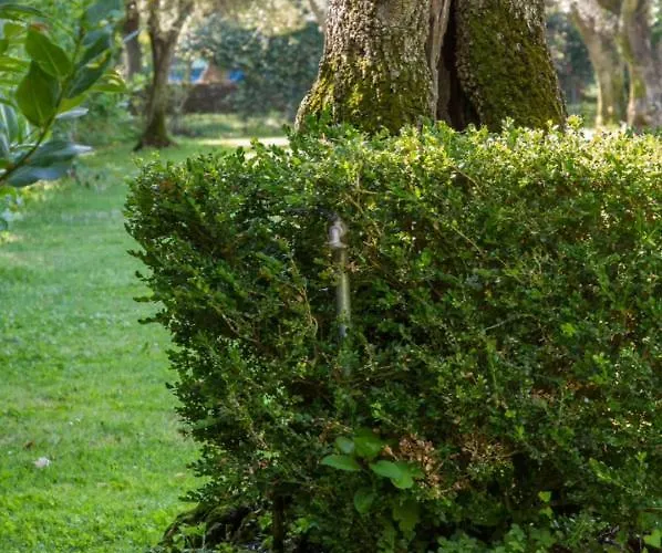 Agave * 세라베짜