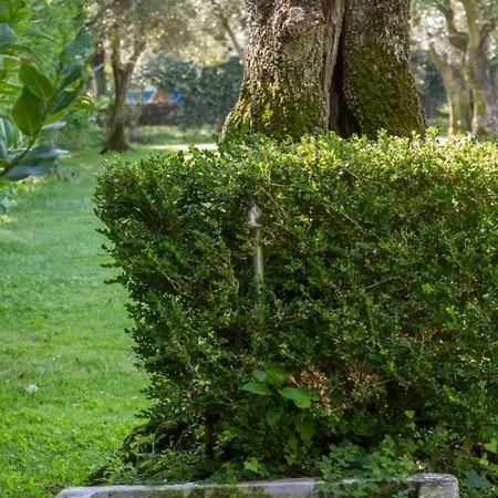 Agave * セラヴェッツァ